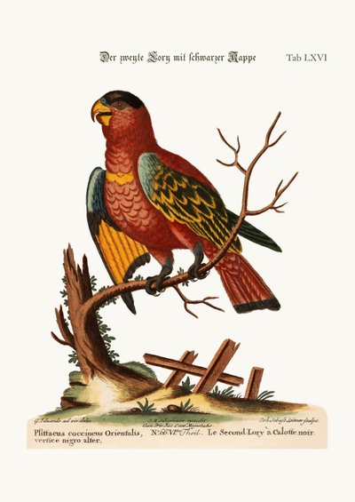 The Second Black-capped Lory, 1749-73 by George Edwards